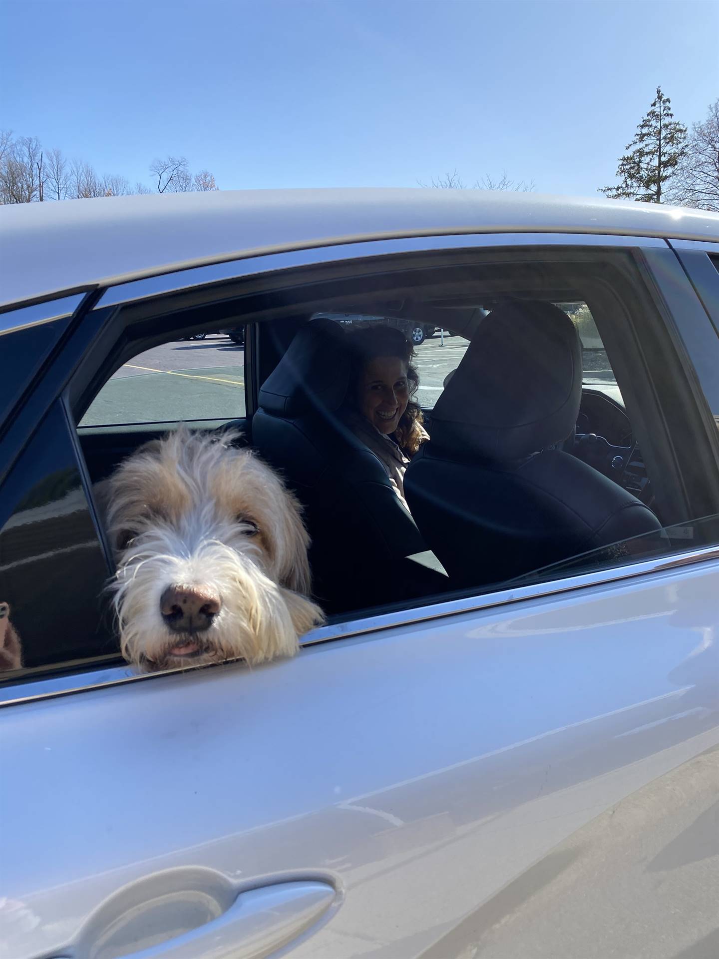 more curbside dogs